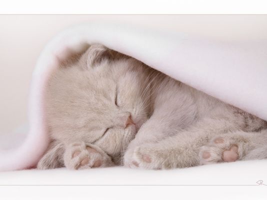 Kočička pod dekou.jpg