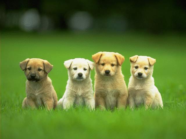 4-cute-puppies-wallpaper-640x480